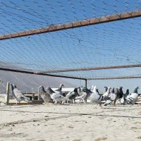 کفتر درجه یک روزگاری|پرنده|مرودشت, قانون|دیوار