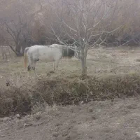 اسب|اسب و تجهیزات اسب‌سواری|سنندج, |دیوار