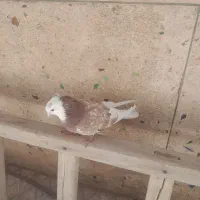 شازده سرور ل آتشی