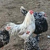 تخم مرغ گلین نطفه دار