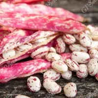 لوبیا چیتی