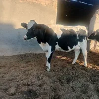 گاو و گوساله