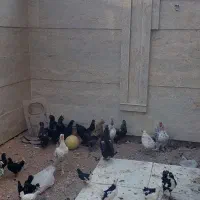 مرغ و خروس|حیوانات مزرعه|هشتگرد, فاز ۲ مهستان|دیوار