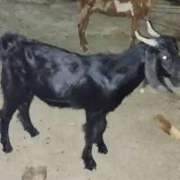 بز چکل