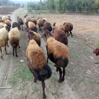 گوسفند واسه داشتی کسی خواست در خدمتم دلال نمیدم