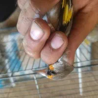 باسلام سهره وقناری