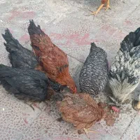 مرغ و خروس و اردک همه باهم