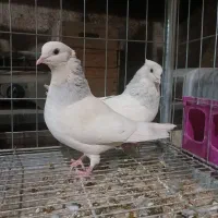 فروش کبوتر نقش|پرنده|تفت, |دیوار