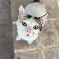 حیوان خانگی ( گربه)