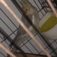 عروس هلندی ماده دارچینی