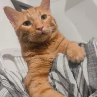 واگذاری رایگان گربه