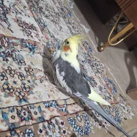 پرنده عروس