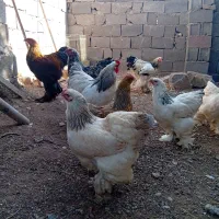 تخم مرغ نطفه دار برهما اصیل