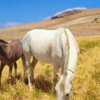 اسب ترکمن|اسب و تجهیزات اسب‌سواری|تهران, ائمه اطهار|دیوار