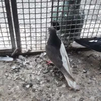 نر و ماده چپ و خوشرنگ.ماده دم سفید