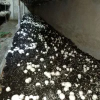 فروش قارچ دکمهای درجه یک ودو|خوردنی و آشامیدنی|فریمان, |دیوار