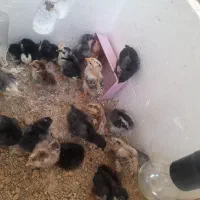 جوجه گلین لری و گلپایگانی نژاد اصیل