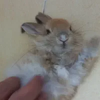 خرگوش|موش و خرگوش|محمدیه-قزوین, |دیوار