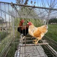 مرغ و خروس نژاد ویاندوت|حیوانات مزرعه|تهران, جوادیه تهرانپارس|دیوار