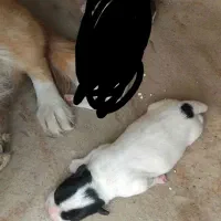 سگ پاکوتاه