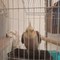 عروس هلندی سه ساله