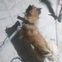 بک سگه پاکتها رویای افزودن|سگ|چاه داد خدا, |دیوار