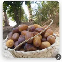 رطب وخرمای جنوب دشتستان با کیفیت
