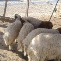 فروش بره|حیوانات مزرعه|سیوان, |دیوار