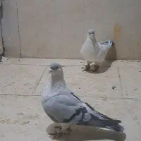 کبوتر پلاس افغان