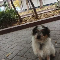 سگ نژاد شیطون|سگ|ری, سیزده آبان|دیوار