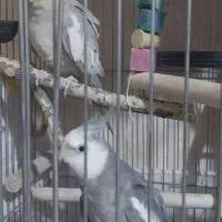 عروس هلندی|پرنده|ساوه, |دیوار