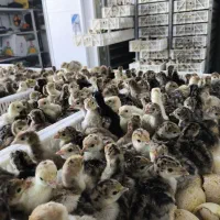 نیازمند کارگر در امر پرورش و جوجه کشی در کشور عراق