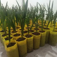 انواع نخل کشت بافتی ودرختان میوه