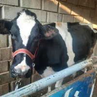 گاو هلشتاین صنعتی|حیوانات مزرعه|گنبد کاووس, |دیوار