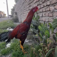 خروس لاری گوش سفید درجه یک