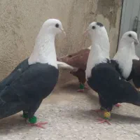 ۸تاکبوترکله سفیدنرماده مخمل