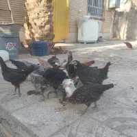 جوجه