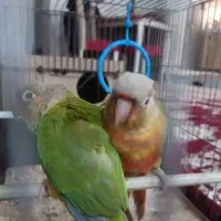 طوطی گیرینچیک نرماده