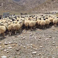 فروش گله میش زاییده بز بزغاله معاوضه با ایسوزو|حیوانات مزرعه|شاهین‌شهر, فردوسی|دیوار
