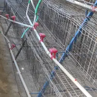 قفس منبری مرغ تخمگذار