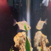 آکواریوم دلسا|ماهی|تهران, هفده شهریور|دیوار