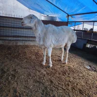 شیشک قوچ چینی اصل