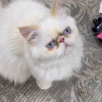 گربه ماده نیاز به جفتگیری دارد