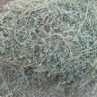 یونجه اعلا