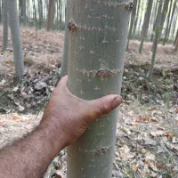 چوب‌ صنوبر تبریزی