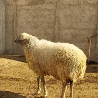 قوچ کبود ۳ ساله فروشی(قوچ بز میش بره)|حیوانات مزرعه|جوادآباد, |دیوار