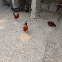 خروس|حیوانات مزرعه|بانه, |دیوار