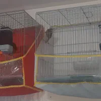 ۶ قناری سینه دارچین|پرنده|کرمان, |دیوار