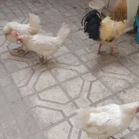 حیوانات