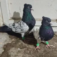 کله سیاه نرماده